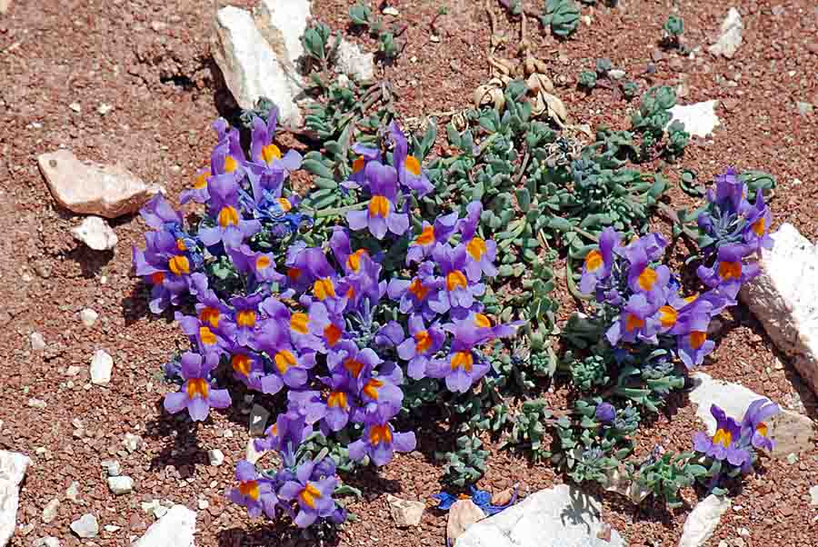 Linaria alpina / Linajola alpina